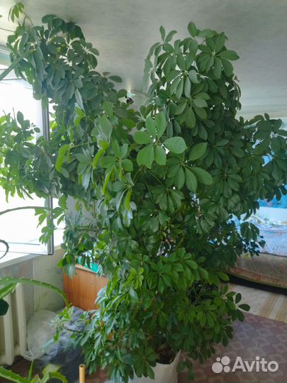 Комнатные цветы шефлера