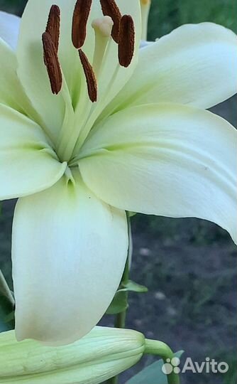 Лилия дерево Pretty Woman саженцы и луковицы