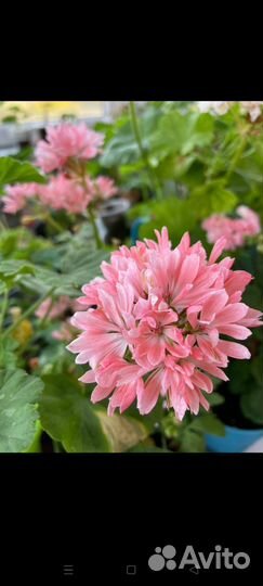 Пеларгония