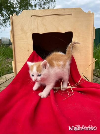 Котята милашки ждут своих котородителей