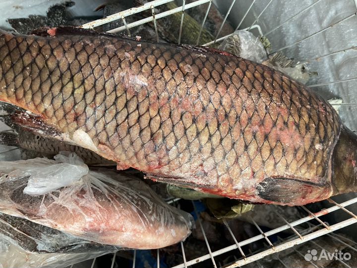 Рыба и Морепродукты