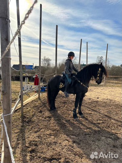 Фризский жеребец