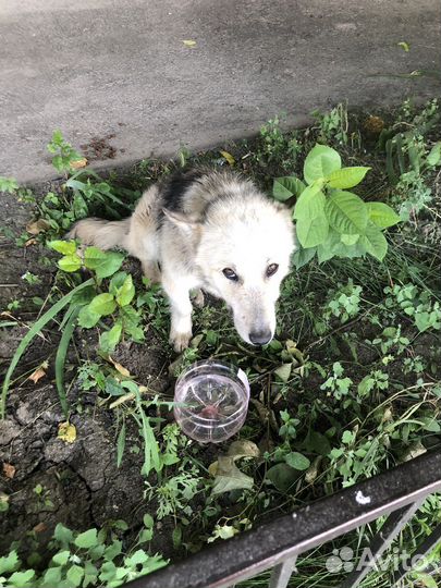 Маленькая собака