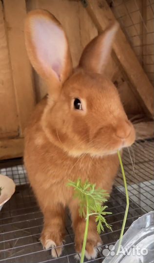 Крол на случку