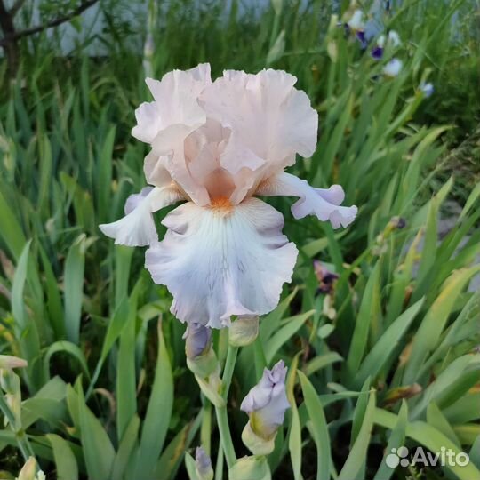 Ирисы бородатые сортовые
