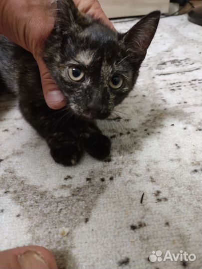 Два котёнка, две умные девочки