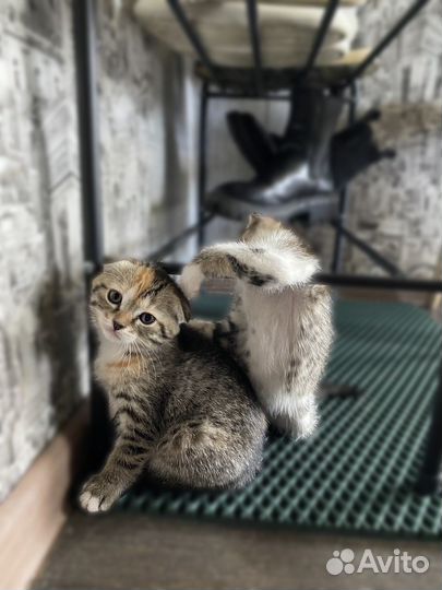 Вислоухие котята