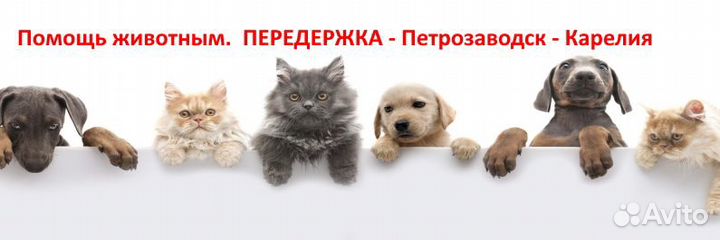 Передержка кошек, маленьких собак и лабрадоров