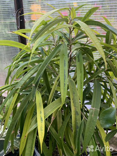 Черенки сортовых фикусов (обновлено)