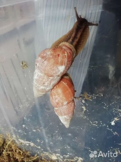 Лимиколярии оранж