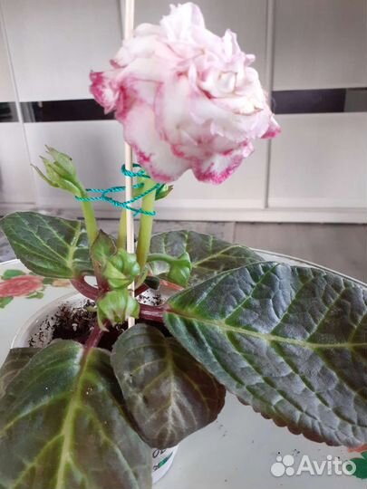 Глоксинья ( детки )