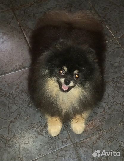 Мальчик померанец