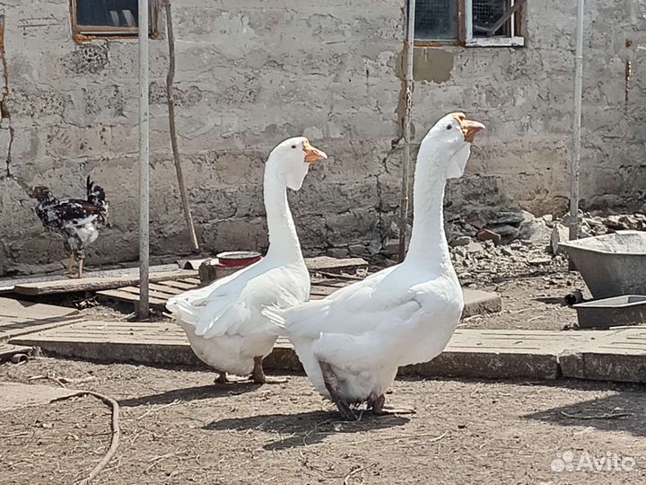 Гуси холмогоры