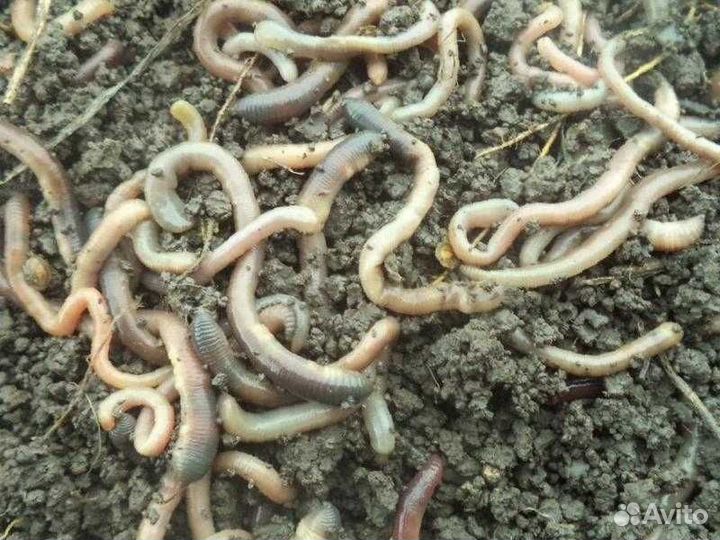 Черви земляные, для леща на кольцо