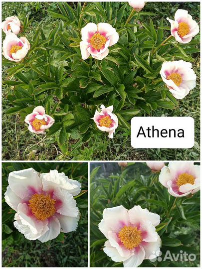 Пионы саженцы корни 1