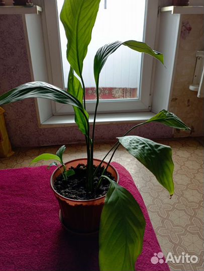 Спатифиллум