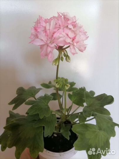 Пеларгония кактусовидная