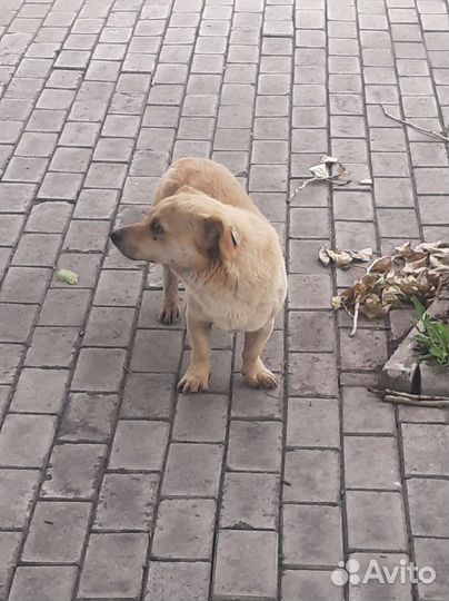 Собака кобелек кто потерял