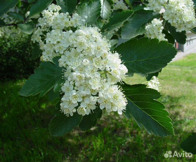 Рябина Промежуточная