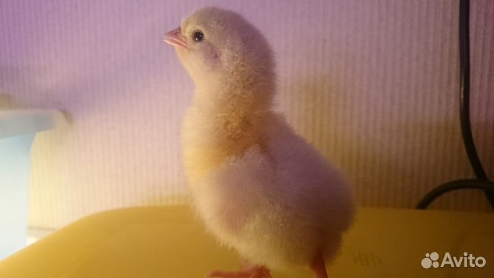 Индюшата биг-6