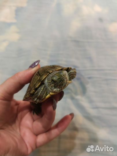 Красноухая черепаха бесплатно