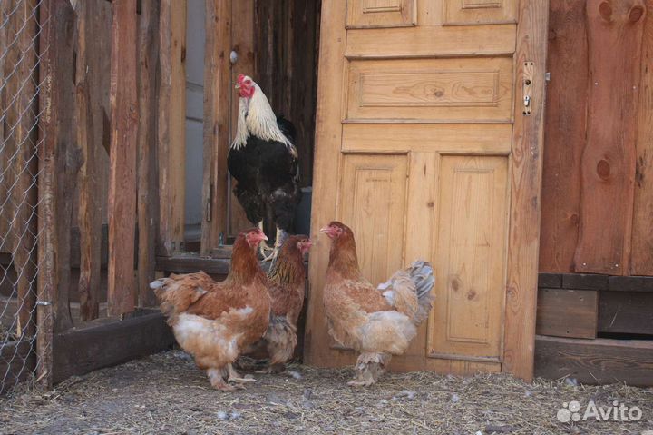 Цыплята породы брама