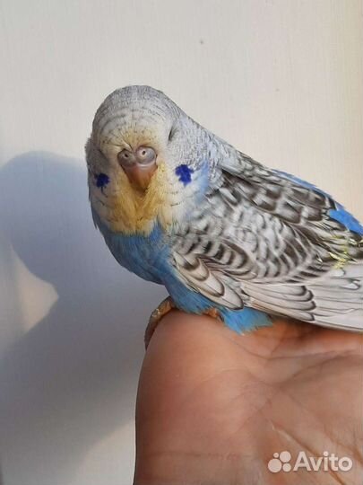 Выставочные волнистые попугаи чехи