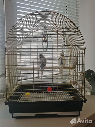 Клетка + 2 волнистых попугая