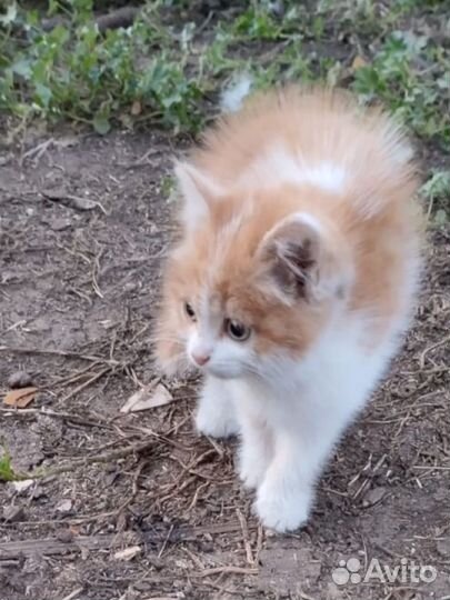 Кошка в дар бесплатно