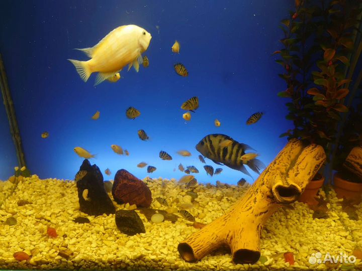 Аквариум 100литров с Рыбками Цихлидами и Декором