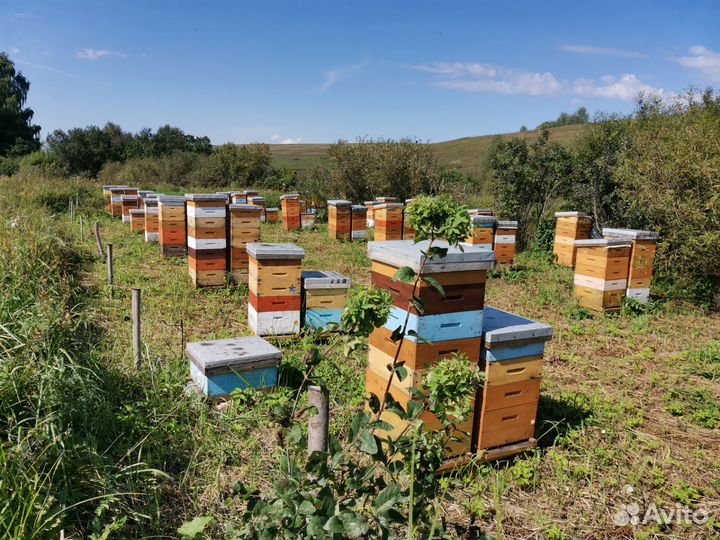 Продам мед оптом