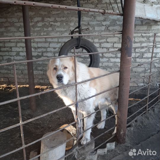 Кобель для вязки