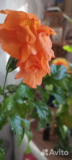 Кроассандра