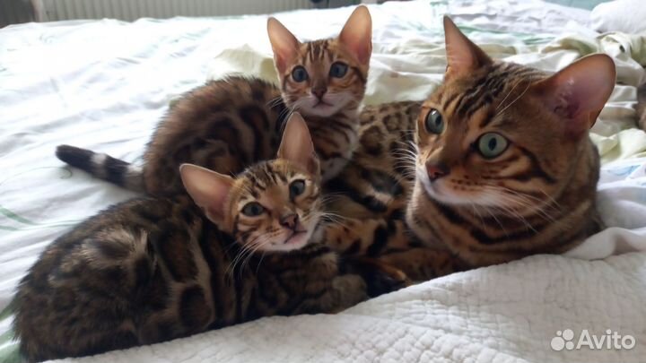 Бенгальские котята