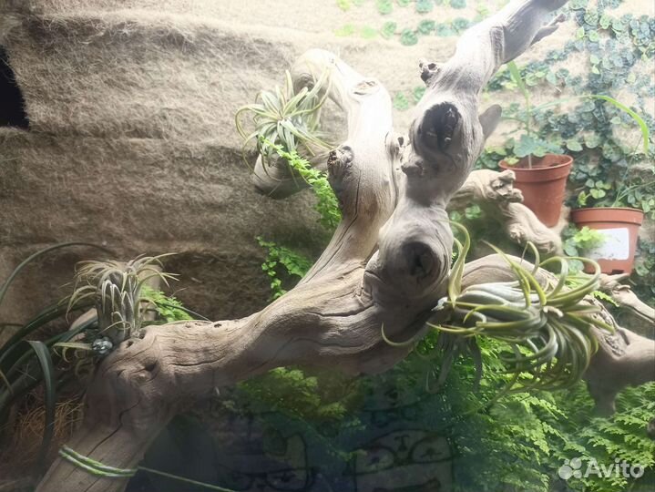 Растения для флорариумов, террариумов, флорариум