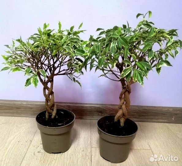 Фикус экзотика