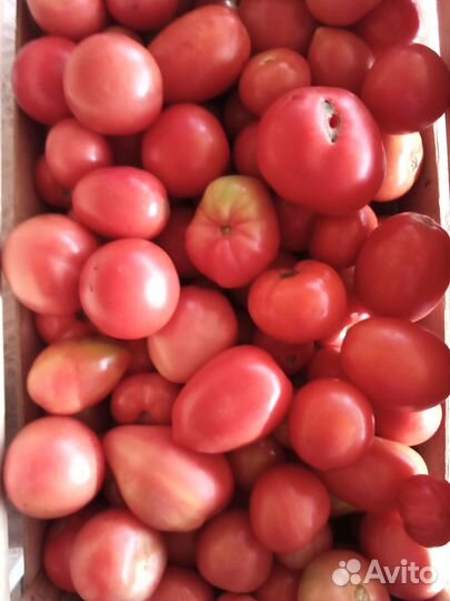 Помидоры домашние