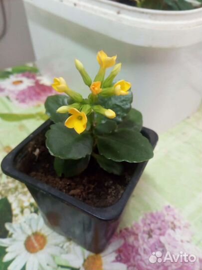 Комнатные цветы