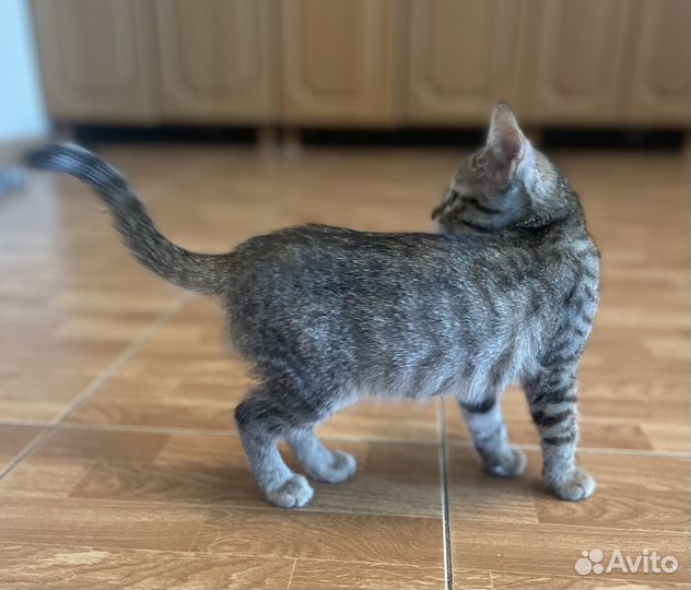 Найден котёнок