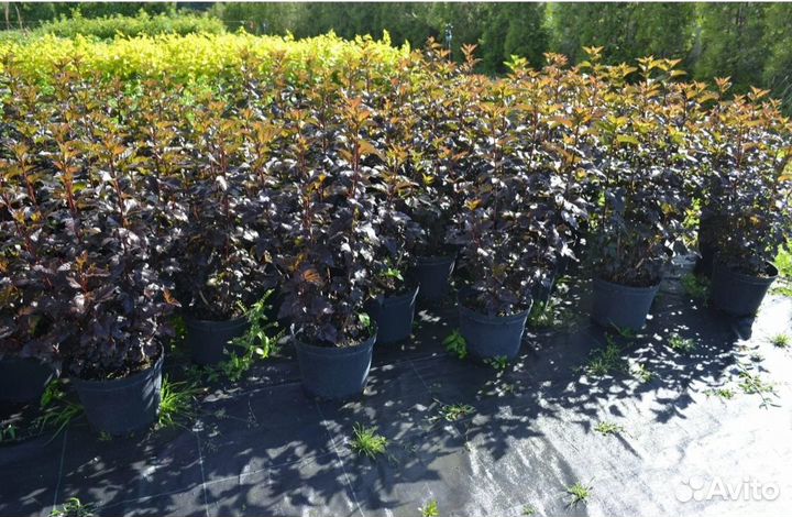 Пузыреплодник калинолистный