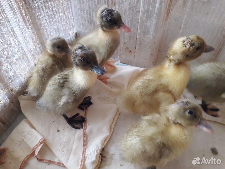 Утята, утки, инкубационное яйцо