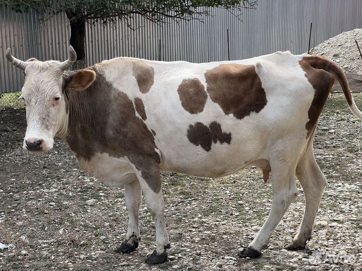 Коровы дойные молочные