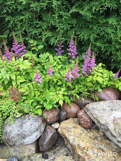 Астильба осенняя низкорослая