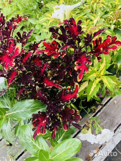 Колеусы сортовые