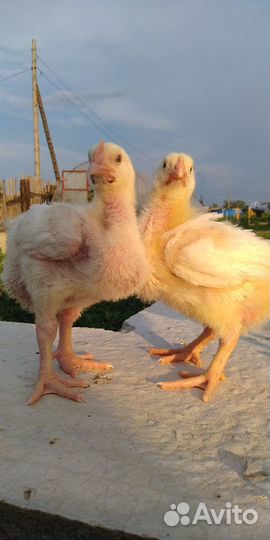 Цыплята бройлера