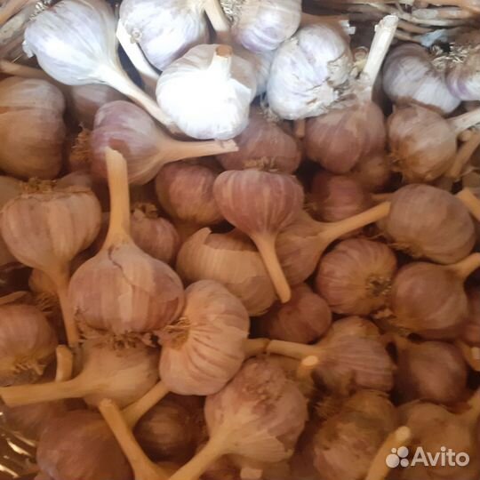 Чеснок