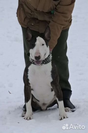 Стандартный бультерьер вязка