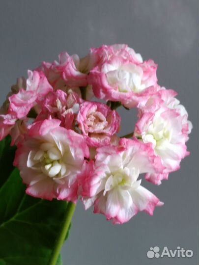 Пеларгония