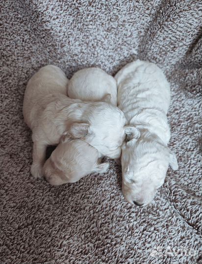 Девочка той-пудель