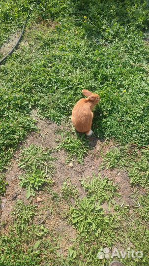 Кролики мясных пород